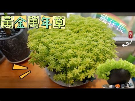 黃金萬年草風水|黃金萬年草枯萎怎麼辦？新手必看的黃金萬年草照顧繁。